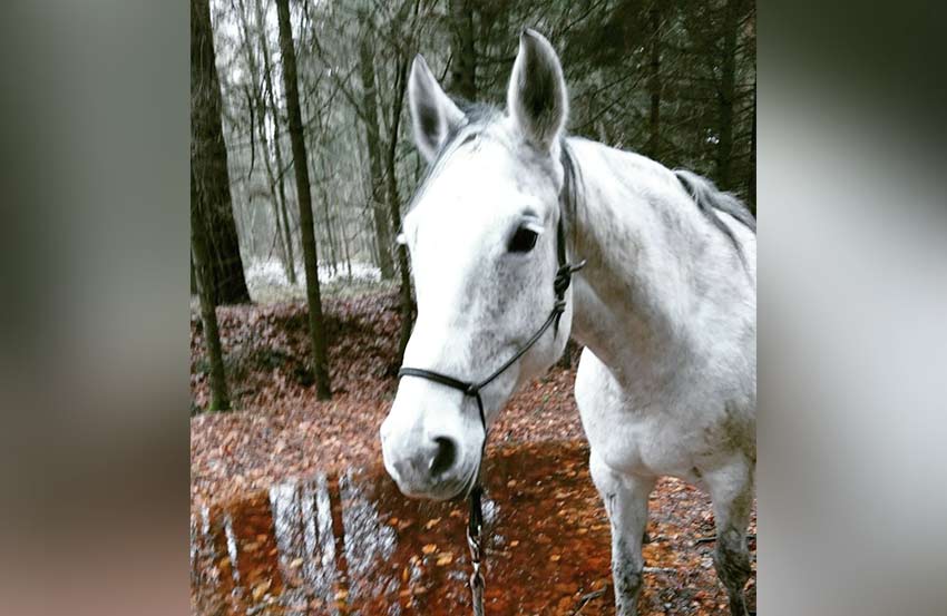 Coaching Spaziergang Pferd Hund 6